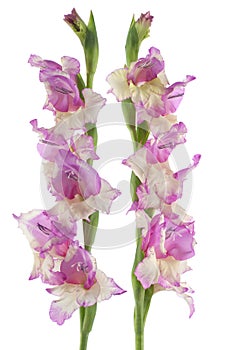 Gladiolus