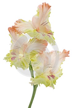 Gladiolus