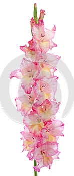 Gladiolus