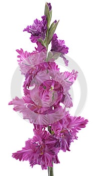 Gladiolus