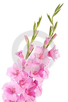 Gladiolus