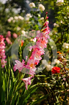 Gladiolus