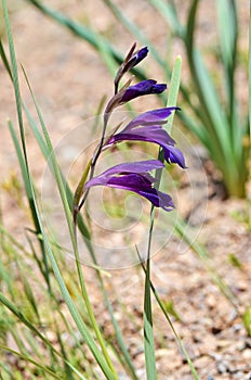 Gladiolus atroviolaceus, natural beautiful gladiolus flower