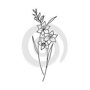 Gladiolus August Birth Month Flower Illustration