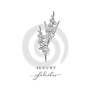 Gladiolus, August. Hand drawn birth flowers, Vector Graphics.