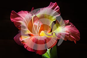 Gladiolus on a black background