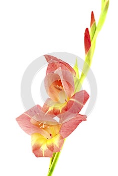 Gladiolus Branch