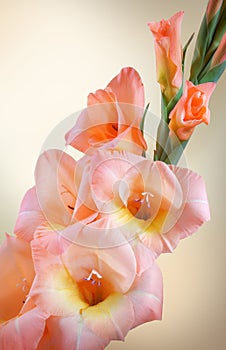 Gladiolus branch with pink flowers and buds