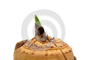 Gladiolus bulb sprouted macro photo isolated on white background
