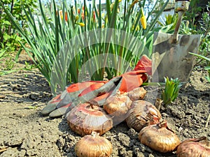 gladiolus bulbs and red garden gloves lie on the ground, a small metal shovel stuck in the ground.
