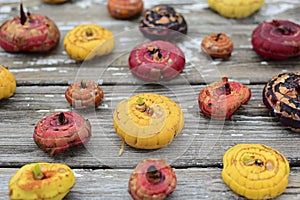 Gladiolus bulbs of red, yellow and orange on a gray rustic table