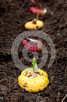 Gladiolus bulbs with sprouts