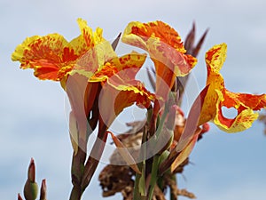 Gladiolus Can Be Displayed In Many Ways In Arrangements.