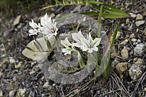 Gladiolus floribundus fynbos flowers photo