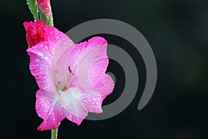 Gladiolus flower