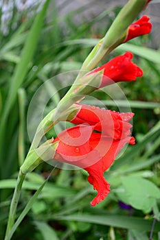 Gladiolus flower