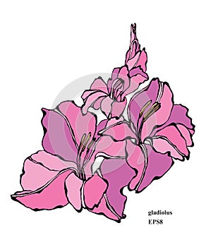 Gladiolus flower