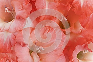 Gladiolus flower background