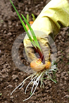 Gladiolus flower bulb onion