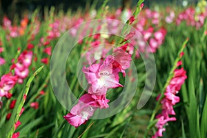 Gladiolus flower field