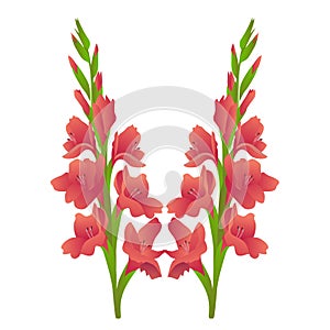 Gladiolus flower illustration