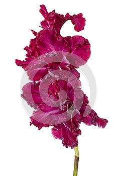 Gladiolus flower isolated