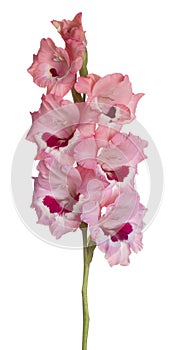 Gladiolus flower isolated