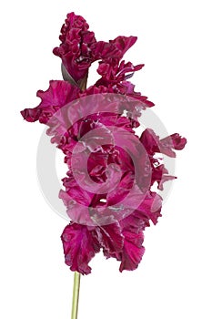 Gladiolus flower isolated