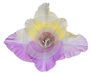 Gladiolus flower isolated
