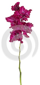 Gladiolus flower isolated