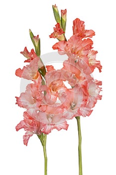 Gladiolus flower isolated