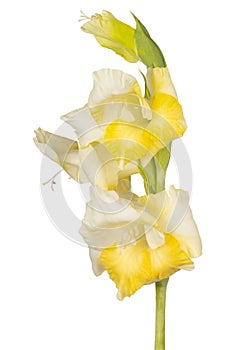 Gladiolus flower isolated