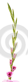 Gladiolus flower isolated on a white background