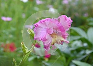 Gladiolus flower lat. Gladiolus or Skewer pink colorpink color