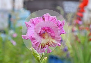 Gladiolus flower lat. Gladiolus or Skewer pink colorpink color