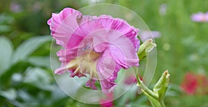 Gladiolus flower lat. Gladiolus or Skewer pink colorpink color