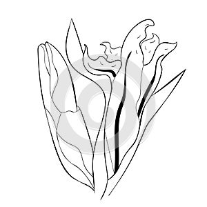 The is gladiolus flower natural. vector illustration