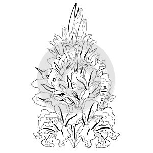 The is gladiolus flower natural. vector illustration