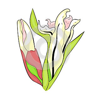 The is gladiolus flower natural. vector illustration