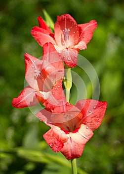 Gladiolus flower after summer rain