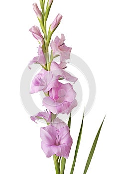 Gladiolus flower on white