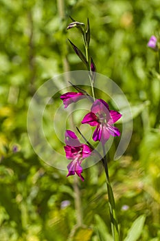 Gladiolus