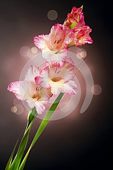 Gladiolus Flowers