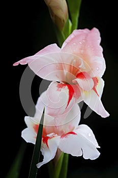 Gladiolus flowers on black background