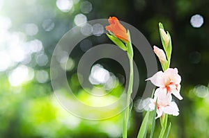 Gladiolus flowers blooming  in garden