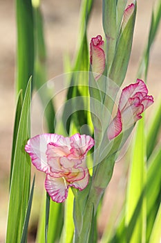 Gladiolus flowers bursting open