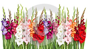 Gladiolus flowers isolated white background