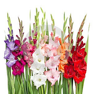 Gladiolus flowers isolated on white background