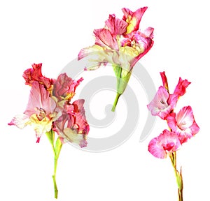 Gladiolus fresh pink flower on white background