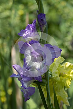 Gladiolus hortulanus garden ornamental plant in bloom, blue violet flowering flowers on long tall green stem, buds on the top